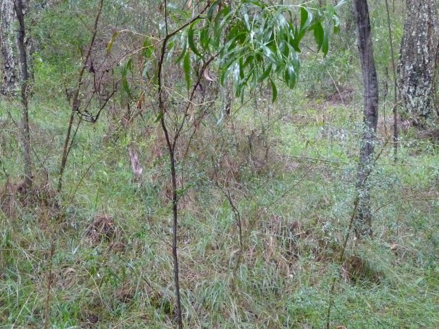 Endangered Woodland of Cumberland Plain, Western Sydney